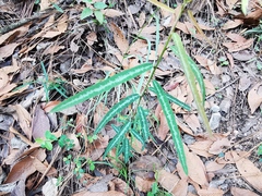 Desmodium psilophyllum