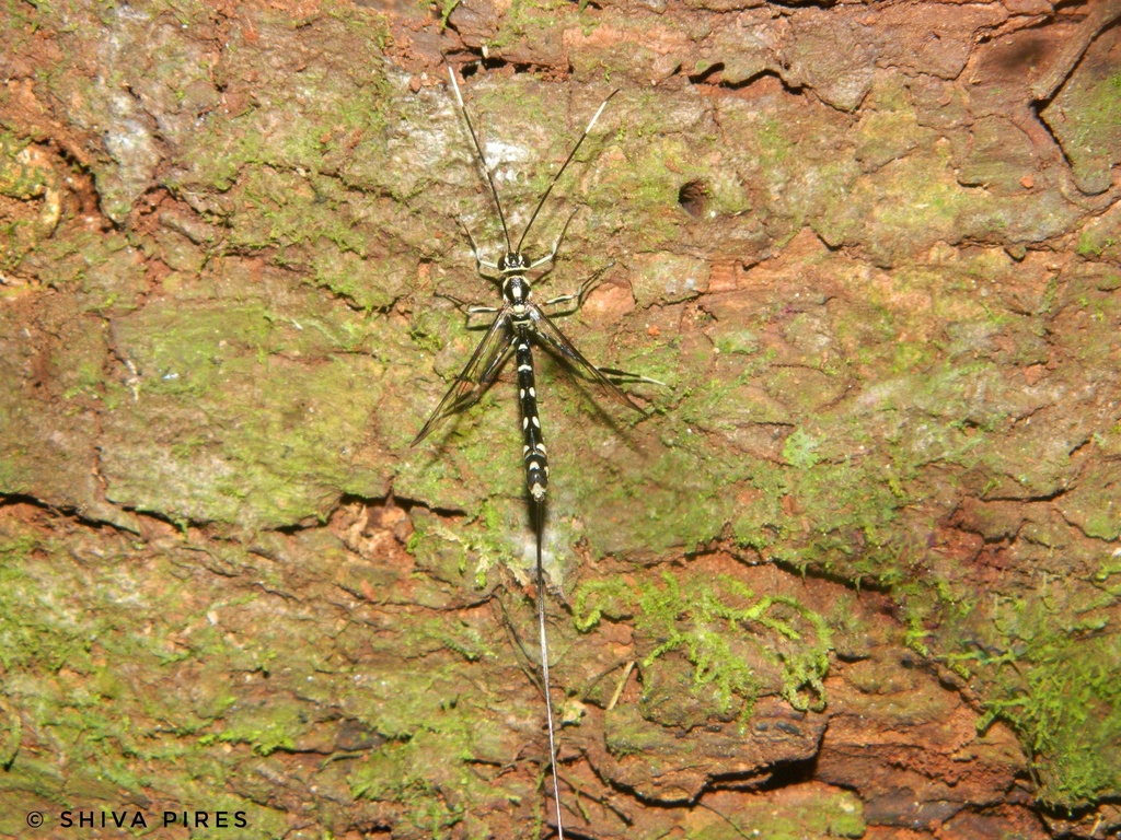 Apechoneura longicauda