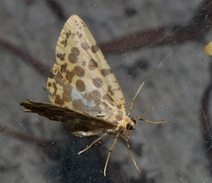 Euryobeidia largeteaui