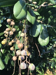 Macadamia tetraphylla