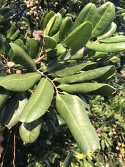 Macadamia tetraphylla