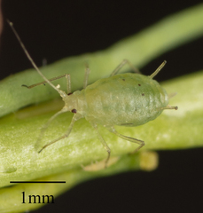 Myzus persicae