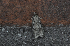 Semioscopis aurorella