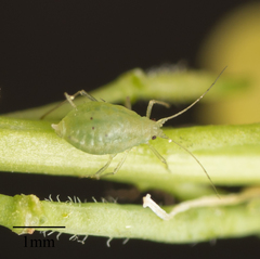 Myzus persicae