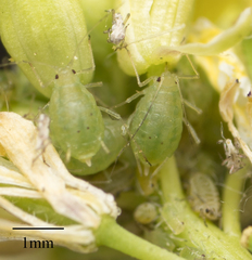 Myzus persicae