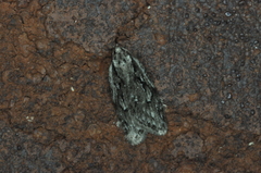 Semioscopis aurorella