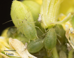 Myzus persicae