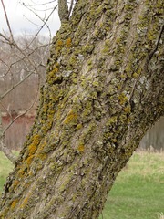 Acer negundo violaceum