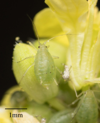 Myzus persicae