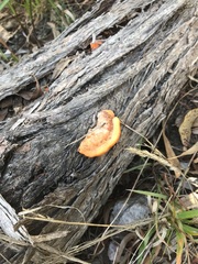 Piptoporus australiensis