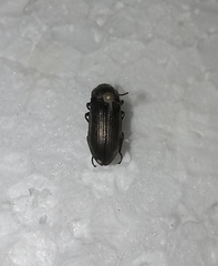 Selatosomus gravidus