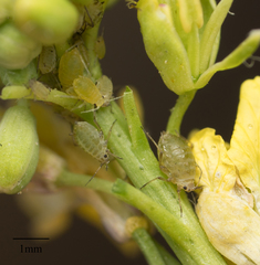 Lipaphis pseudobrassicae