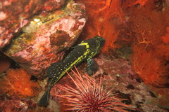 Sebastes nebulosus