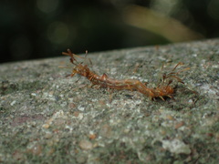 Homodes bracteigutta