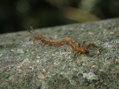 Homodes bracteigutta