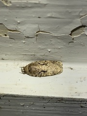 Agonopterix curvilineella