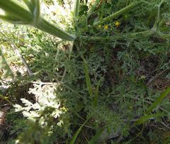 Zosima absinthifolia