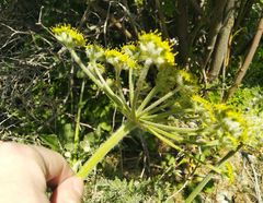 Zosima absinthifolia