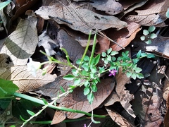 Cardamine auriculata