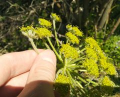 Zosima absinthifolia