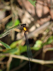 Prodasineura croconota