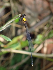 Prodasineura croconota