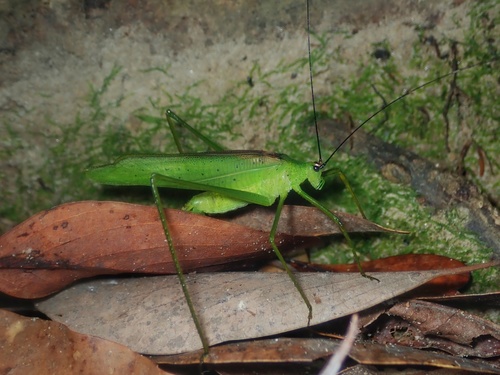 Elimaea yaeyamensis · iNaturalist