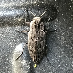 Chrysobothris dentipes