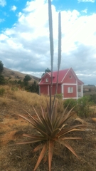 Aloe macroclada image