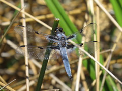 Libellula nodisticta