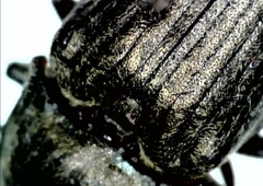 Selatosomus gravidus