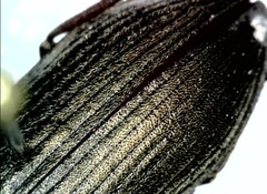 Selatosomus gravidus