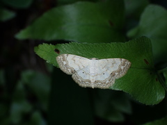 Scopula propinquaria