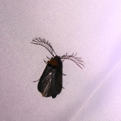 Pterotus obscuripennis