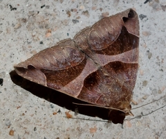 Bastilla arcuata