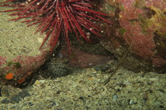 Enteroctopus dofleini