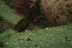 Enteroctopus dofleini