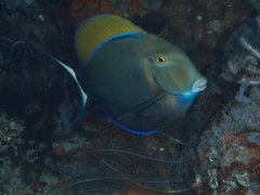 Acanthurus bariene
