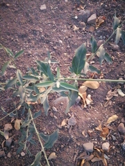 Callaeum macropterum