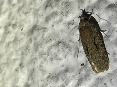 Agonopterix curvilineella