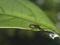 Tylorida