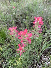 Castilleja purpurea