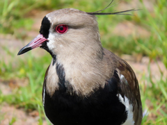 Vanellus chilensis