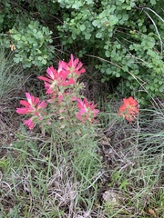 Castilleja purpurea