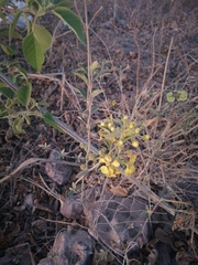 Callaeum macropterum