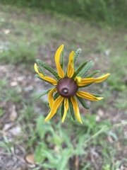 Rudbeckia hirta pulcherrima