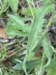 Rudbeckia hirta pulcherrima