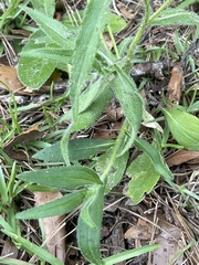 Rudbeckia hirta pulcherrima