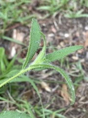 Rudbeckia hirta pulcherrima