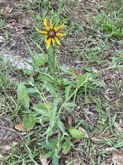 Rudbeckia hirta pulcherrima